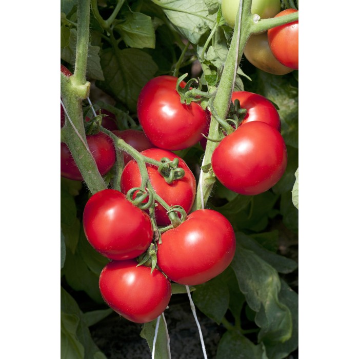Seminte profesionale de tomate determinate Olga F1 5 gr Vilmorin