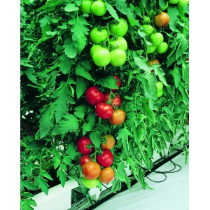 Seminte de tomate nedeterminate Opera F1 1000 seminte