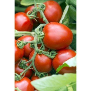 Seminte de tomate determinate Surya F1 1000 seminte Vilmorin