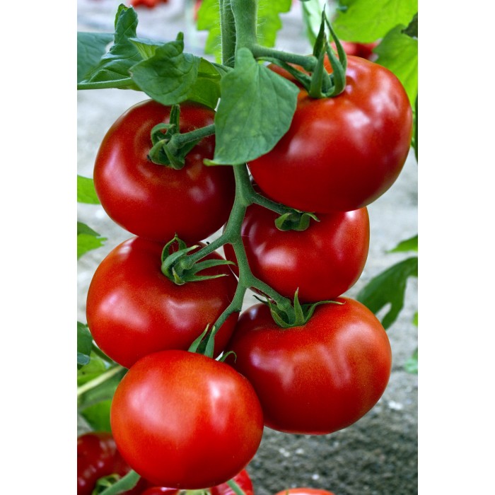 Seminte de tomate nedeterminate Zadurella F1 (V370 F1) Vilsem 250 seminte