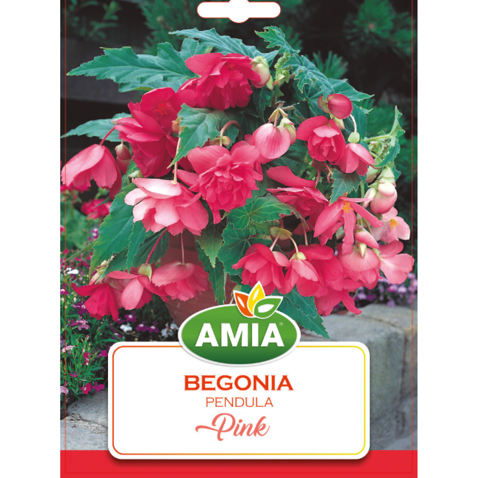 3 BULBI Begonia Pendula Pink