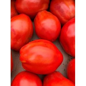 Seminte de tomate nedeterminate Cabosse F1 Vilmorin 100 seminte