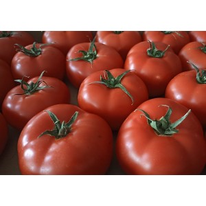 Seminte de tomate nedeterminate Zadurella F1 (V370 F1) Vilsem 250 seminte
