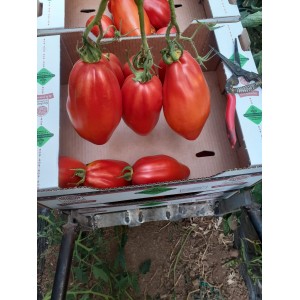 Seminte profesionale de tomate nedeterminate Cabosse F1 Vilmorin 100 seminte